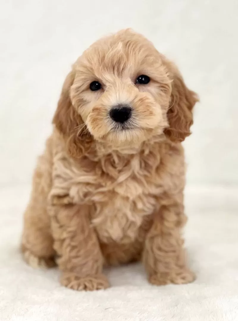 Puppy Name: Reid